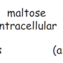 maltose_pathway.png
