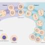 meiosis.jpg