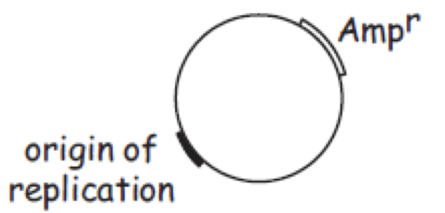 minimal_r_plasmid.png