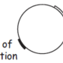 minimal_r_plasmid.png