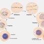 mitosis.jpg