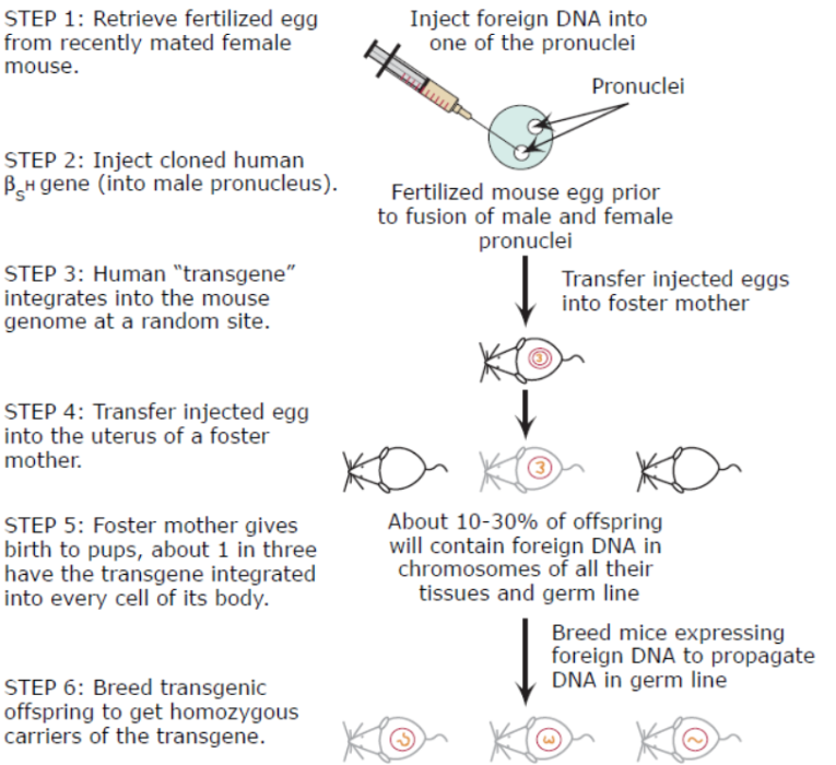 mouse_transgenesis.png