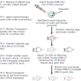 mouse_transgenesis.png