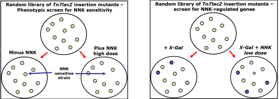 nnk_screen.png