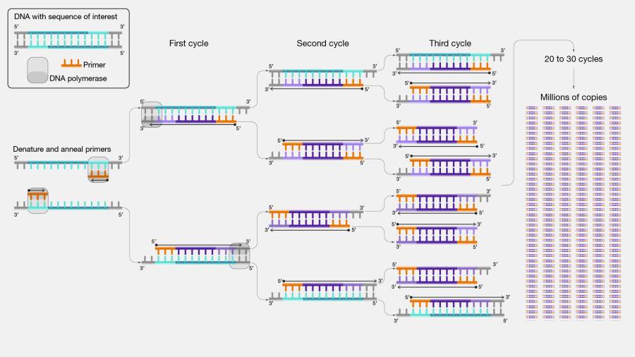 Polymerase chain reaction