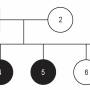 pedigree_ex2.jpg