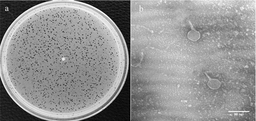 phage_plaques_and_em.png
