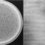 phage_plaques_and_em.png