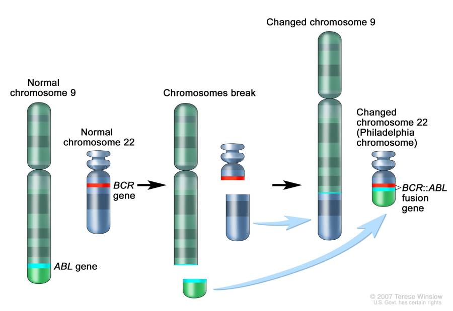 philadelphia_chromosome.jpg
