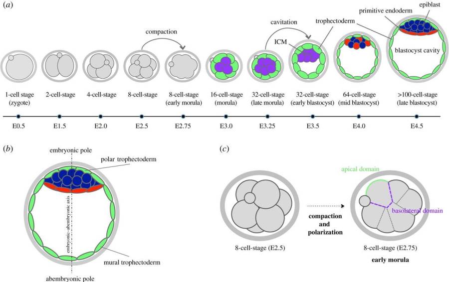 preimplatation_embryonic_development.jpg