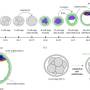 preimplatation_embryonic_development.jpg