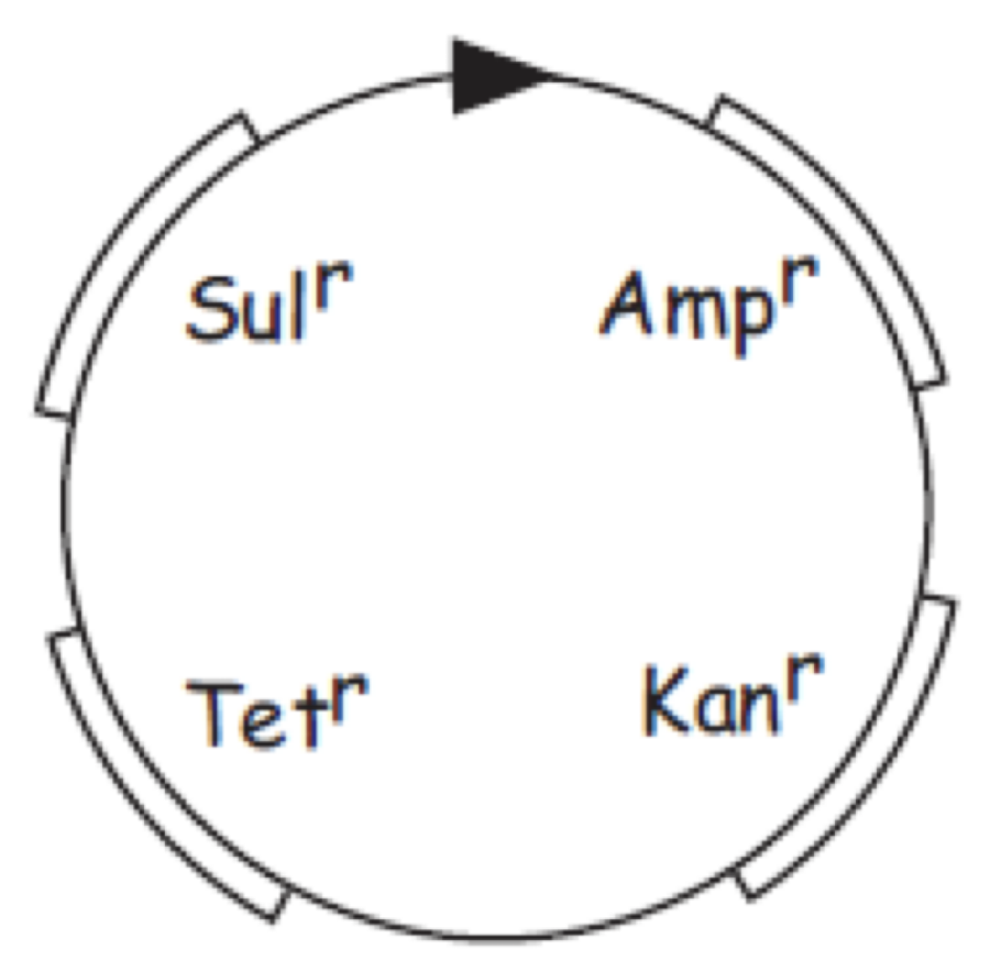 r_plasmid.png