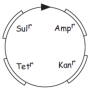 r_plasmid.png
