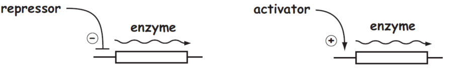 regulatory_mutant_logic.png