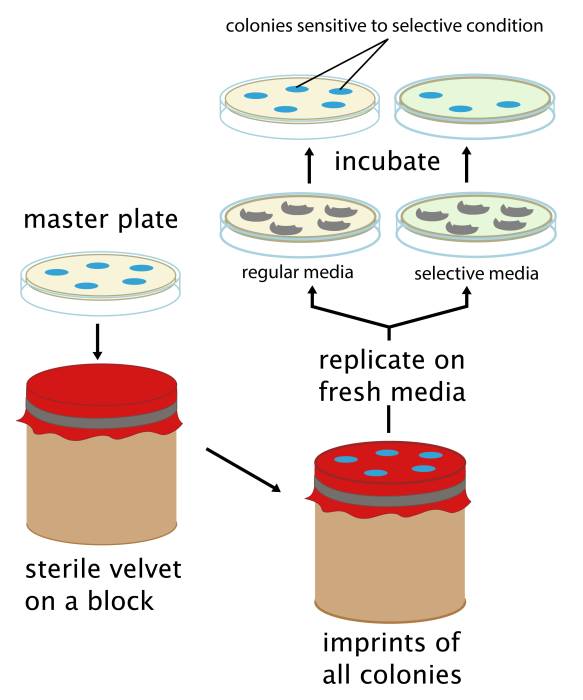 replica_plating_cartoon.jpg
