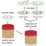 replica_plating_cartoon.jpg