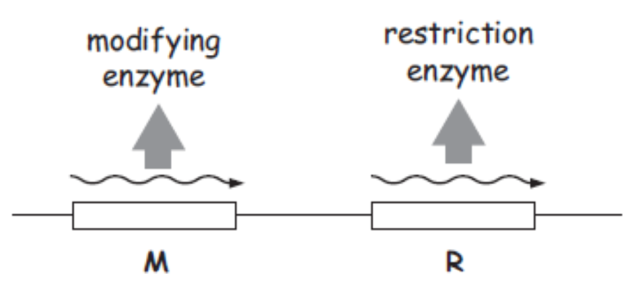 restriction_operon.png