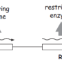 restriction_operon.png
