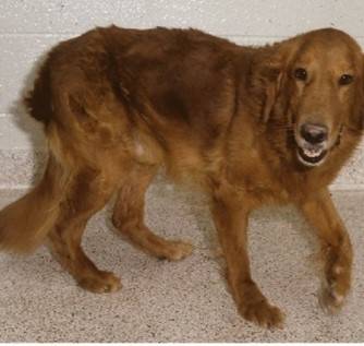 rusty_the_dog.jpg