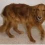 rusty_the_dog.jpg