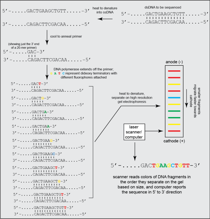 sanger_sequencing.png