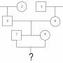 sib_cross_pedigree.jpg