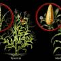 teosinte_and_modern_corn_comparison_3745571067_.jpg