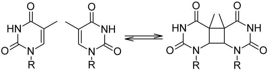 thymine_dimer.jpg