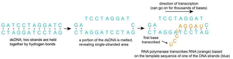 RNA transcription