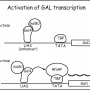 transcription_general_model.png