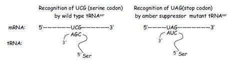 trna_suppressor.jpg