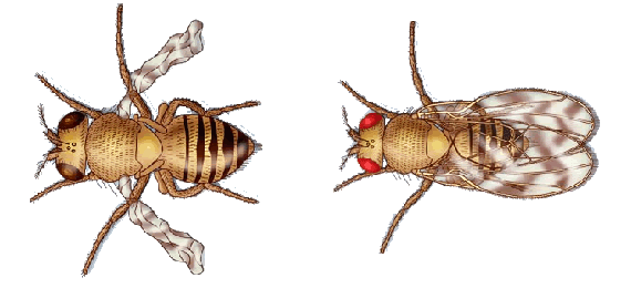 vestigial_dorosphila.png