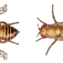 vestigial_drosophila.png