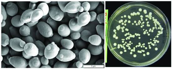 yeast combined