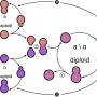 yeast_life_cycle.jpg