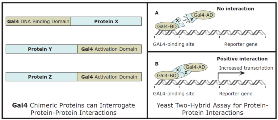 yeast_two_hybrid.png